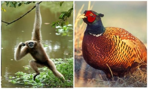 State Wise Bird & Animal in India – GIRIDHARAN